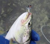 IMG_4156.jpeg