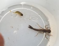 20230720_bugs.jpg