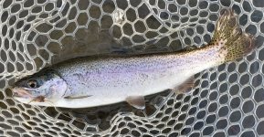 20230720_fish.jpg