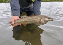 IMG_2801.jpeg