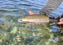IMG_2807.jpeg