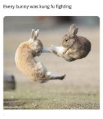 Kung Fu Bunny a.jpg Kung Fu Bunny a.jpg