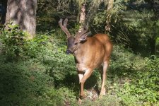 BuckGrowingAntlers3007Trim.jpg