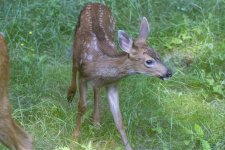 Fawn2993Trim.jpg