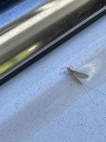 IMG_2735.jpeg