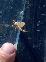 IMG_2414.jpeg