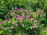 20230721_112450 Rose Spirea.jpg 20230721_112450 Rose Spirea.jpg
