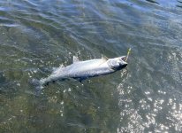 IMG_2834.jpeg