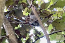 IMG_1386.jpeg