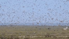 ezgif.com-video-to-gif_1.width-800.gif