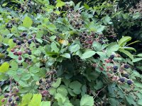 IMG_4237.jpeg IMG_4237.jpeg