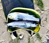 IMG_2887.jpeg