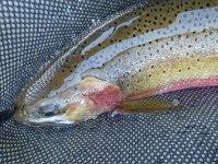 A06Cutthroat2aP7130165.jpg A06Cutthroat2aP7130165.jpg