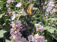 B06SwallowtailOnStreambankGlobemallowP7120001.jpg B06SwallowtailOnStreambankGlobemallowP7120001.jpg