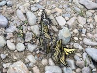 B07WesternTigerSwallowtailPaleTigerSwallowtailP7130129.jpg B07WesternTigerSwallowtailPaleTigerSwallowtailP7130129.jpg