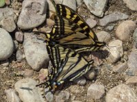 B08WesternTigerSwallowtailP7130137.jpg B08WesternTigerSwallowtailP7130137.jpg