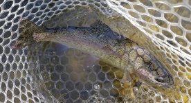 20230727_greenfish.jpg