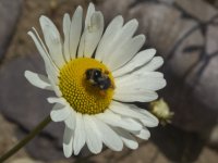 C00BumblebeeOnOxyeyeDaisy7130163.jpg C00BumblebeeOnOxyeyeDaisy7130163.jpg