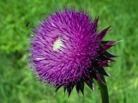 C01BullThistleFlowerP7140216.jpg C01BullThistleFlowerP7140216.jpg