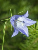 C02Harebell7140201.jpg C02Harebell7140201.jpg