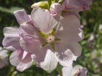 C05StreambankGlobemallowP7120002.jpg C05StreambankGlobemallowP7120002.jpg