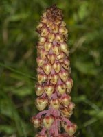 C06Pinedrops7140197.jpg C06Pinedrops7140197.jpg