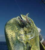 IMG_1621.jpeg IMG_1621.jpeg