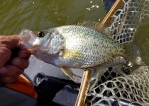 20230729_crappie.jpg 20230729_crappie.jpg