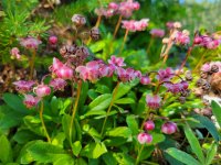 20230728_114445 Pipsissewa.jpg