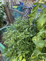 IMG_3680.jpeg