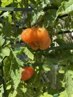 IMG_3667.jpeg