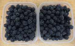 IMG_4293.jpeg