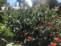 IMG_7188.jpeg