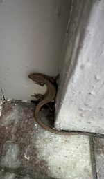 IMG_4300.jpeg