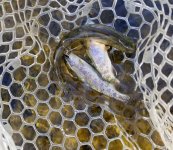 20200903_threefish.jpg