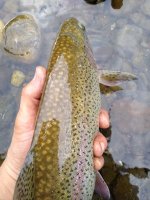 IMG_20200702_182802767.jpg