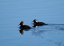 Merganser Pair.JPG