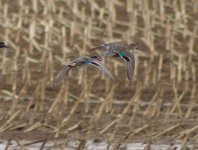greenwingerteal2022feb.jpg greenwingerteal2022feb.jpg