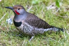NorthernFlicker8711Trim.jpg NorthernFlicker8711Trim.jpg