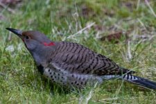 NorthernFlicker8671Trim.jpg NorthernFlicker8671Trim.jpg