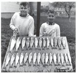 lots of dead trout web size.jpg