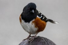 Z01SpottedTowhee8742.jpg