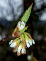 Z03IndianPlumFlowers2180042.jpg