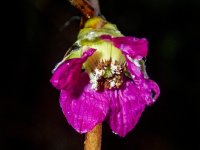 Z04EarlySalmonberryFlower2180057.jpg
