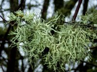 Z05BranchingLichens2180043.jpg