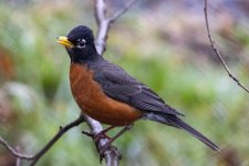 Z06AmericanRobin8835.jpg