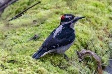 Z08HairyWoodpecker8834.jpg