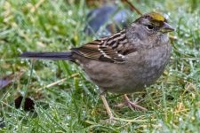 Y01GoldenCrownedSparrow8854.jpg