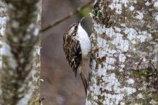 Y02BrownCreeper8873.jpg