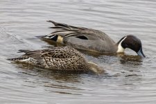 Y03PintailPair8953.jpg
